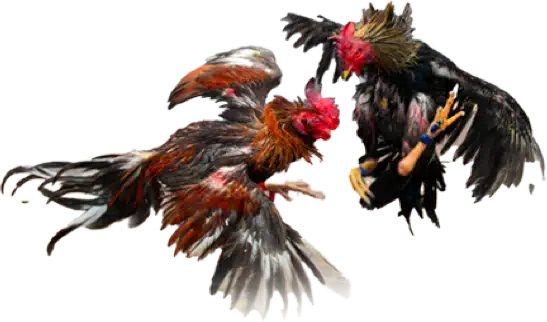 cockfight-sv388